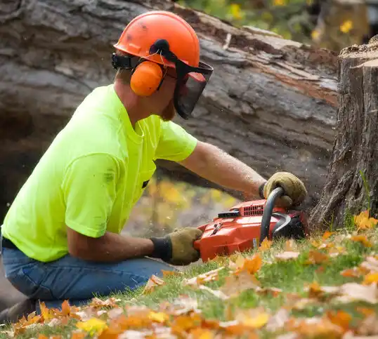 tree services Pellston